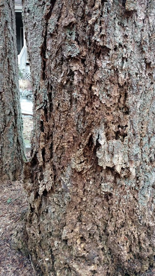 Diseased Douglas fir?