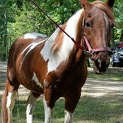 Foto von Debbie Chambers-Mansfield