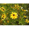 Patrick - Prairie Restorations, Inc.'s profile photo