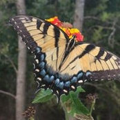 Mary Cox's photo