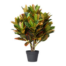 Plants