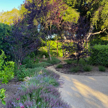 back yard california native