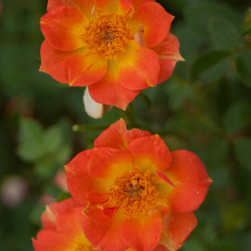 Oso Easy® Paprika Landscape Rose