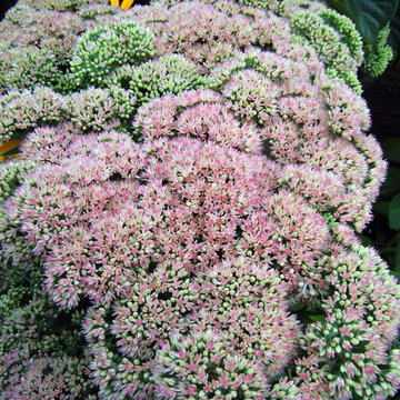 Deck and Garden flowers