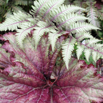 Gardens and Planting Design