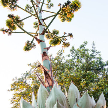 Mount Bonnell Native Oasis