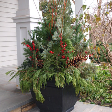 Dazzling Potted Evergreen with Acorns & Holly Berries