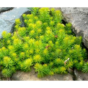 Sedum 'Angelina'
