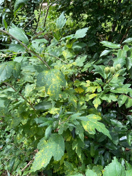 Rose of Sharon yellowing leaves