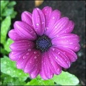 Samantha Shae's photo