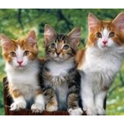 Roberta Stone's photo