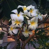Foto von Lael Rogers
