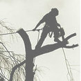 Austin Tree Surgeons's profile photo