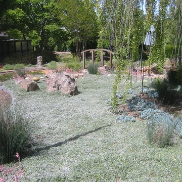 Lawn Alternative Plantings