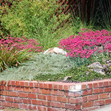 Yard ideas