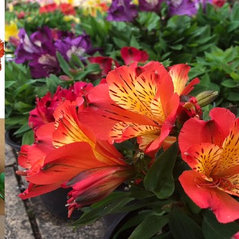 Alstroemeria for Sale - Rich Combination of Flowers that Easily Entices Our Sens