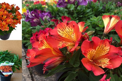 Alstroemeria for Sale - Rich Combination of Flowers that Easily Entices Our Sens