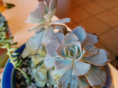 id confirmation echeveria morning