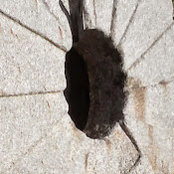 Foto von E. Dridi