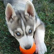 Sue McKee Tremblay's photo