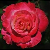 Gail Paschall's photo