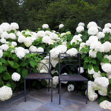 Shrubs