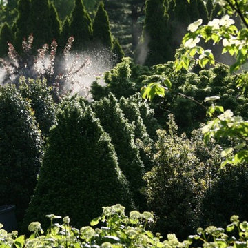 Oliver Nurseries and Design Associates Specimen Trees and Shrubs