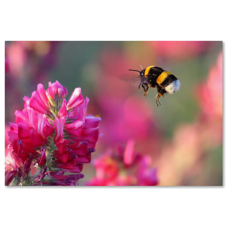 Guido Frazzini 'Bumble Bee' Canvas Art, 16x24