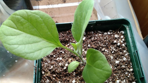 Eggplant seedling issue