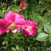 Debbie Roses billede