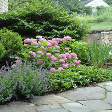 Landscape Ideas