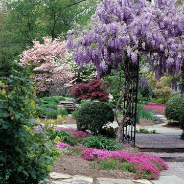Spring Blossoms