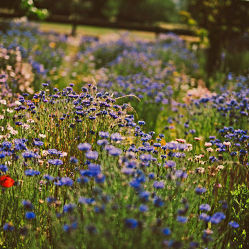 Butterfly Meadow