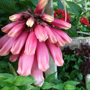 Hummingbird and Butterfly Garden