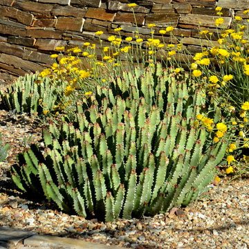 Succulents