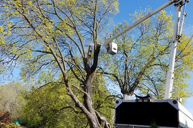 Mel's Tree Service and Maintenance