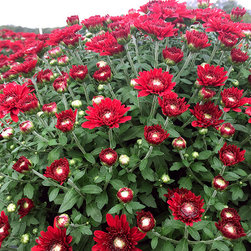 Current Featured Plants - Products