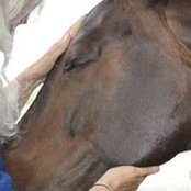 Susan Lucey's photo