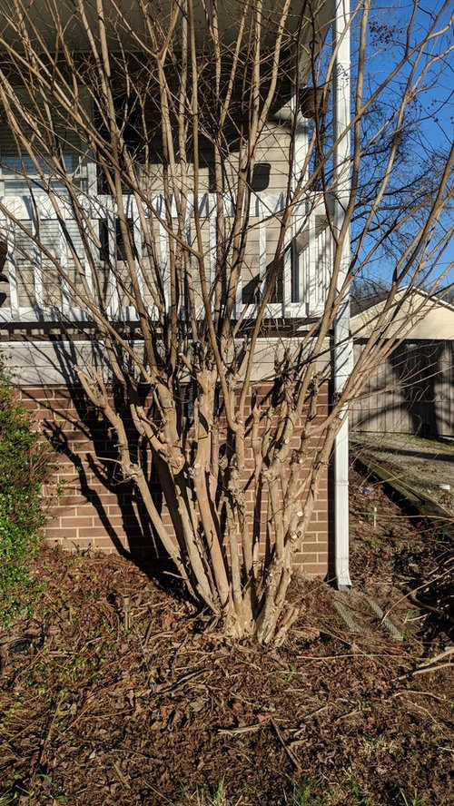 Solve Crape Murder Or Relocate Crape Myrtle