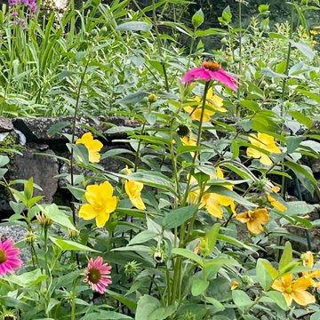 Pollinator garden in flower