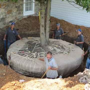 Tree Transplanting