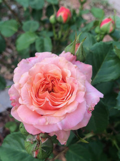 What do you think of Crazy Love?