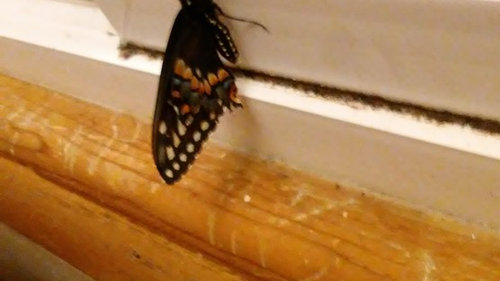 Help Butterfly Hatched Too Early
