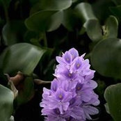 Good Garden's photo