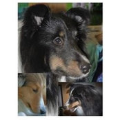 Foto von Judi Blumenthal