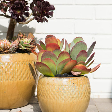 Succulents on Front Porch