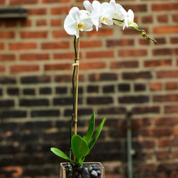 Home Orchids 2017 - Plants
