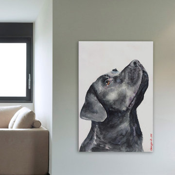 Black Labrador