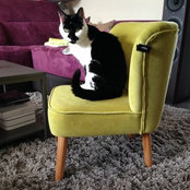 Photo de Kitty