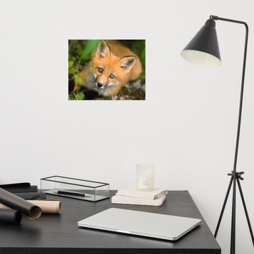 Young Red Fox Face Animal Wildlife Nature Photograph Loose Wall Art Print, 11" X 14"